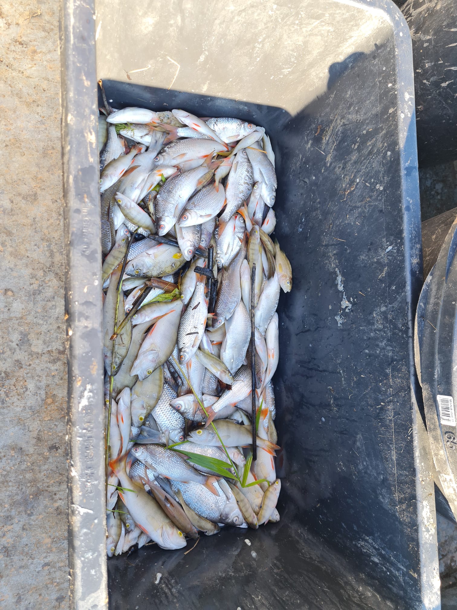 Sauerstoffmangel 2023